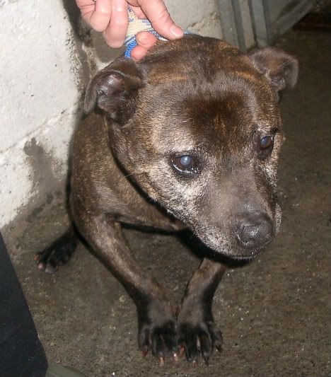 OUT&SAFE*Dunboyne Surrender: Abbey, Staffie girl IMGP1720-1