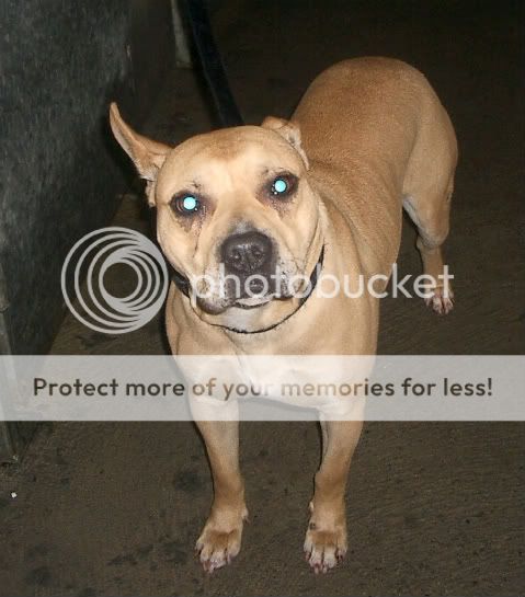 *OUT&SAFE*Dunboyne Stray: Coco, Staffie mix girl IMGP1793