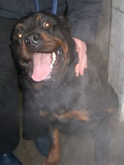 **OUT&SAFE**Dunboyne Stray: Jasmin, Rottie girl IMGP1872-1