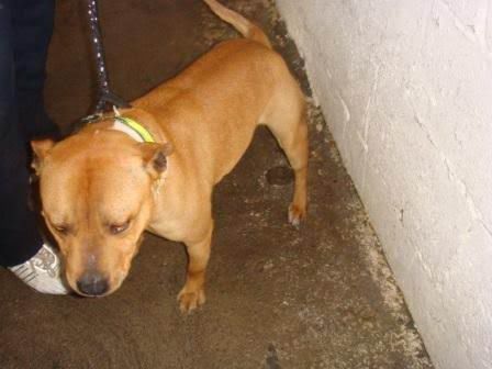 Dunboyne Stray: Levi, Staffie boy *reclaimed* Levi