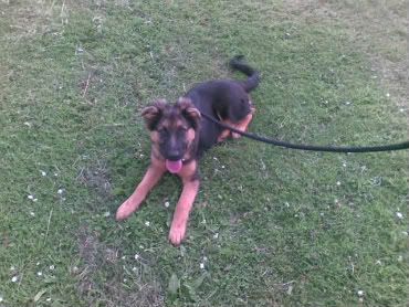 *REHOMED* 10 puppies GSD x Rottie - Page 3 Tyrian