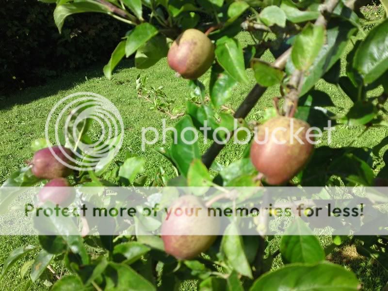 Garden Fruit Pics IMG593