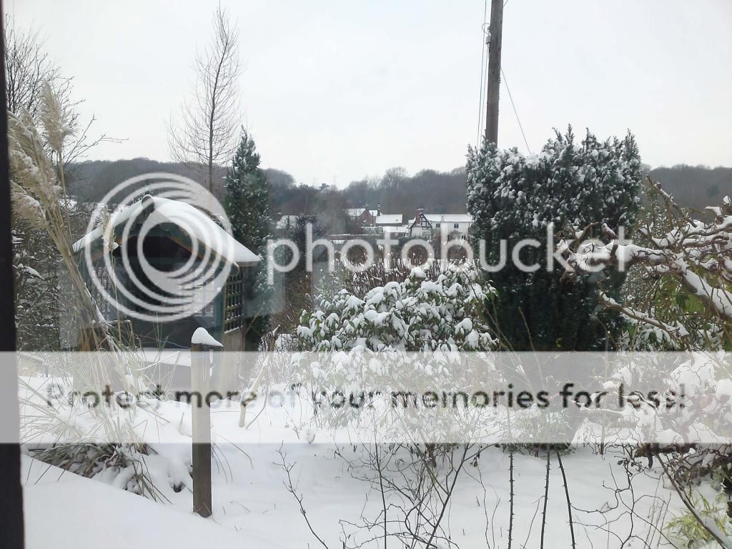 Snowy garden pics IMG822_zps6343303d