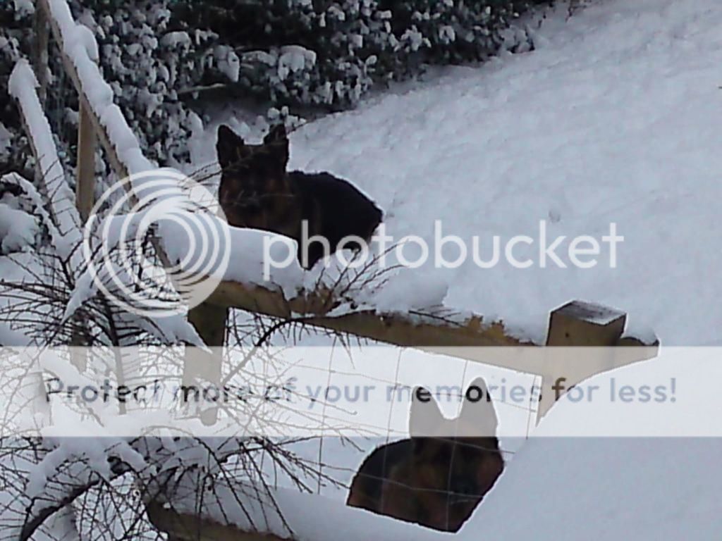 Fun in the snow (pic overload) IMG831_zps553d48b0