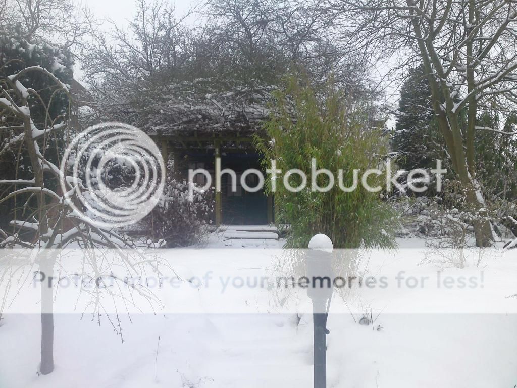 Snowy garden pics IMG851_zps7e8668aa