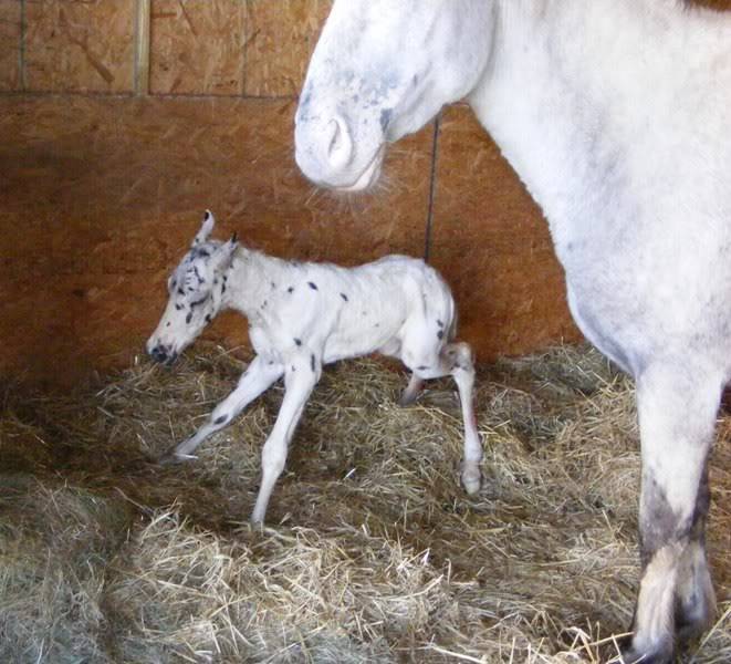 quelques photos prises hier à la vergnolle BirthofRusfoal29thMarch2008037