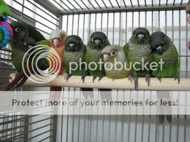 Group shots at Exotic Wings Conures