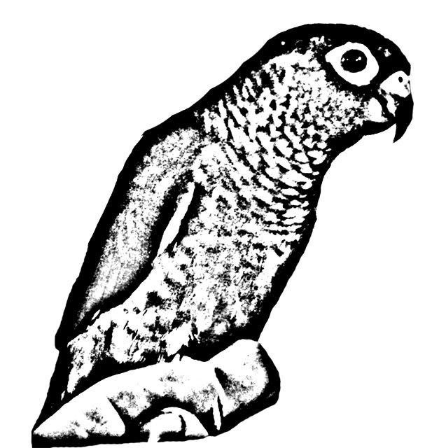 Conure graphic Conure