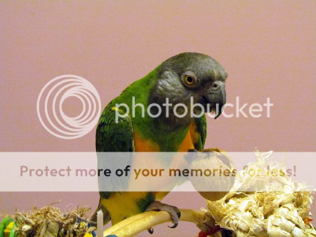 Frankie enjoying a walnut Frankiewalnut