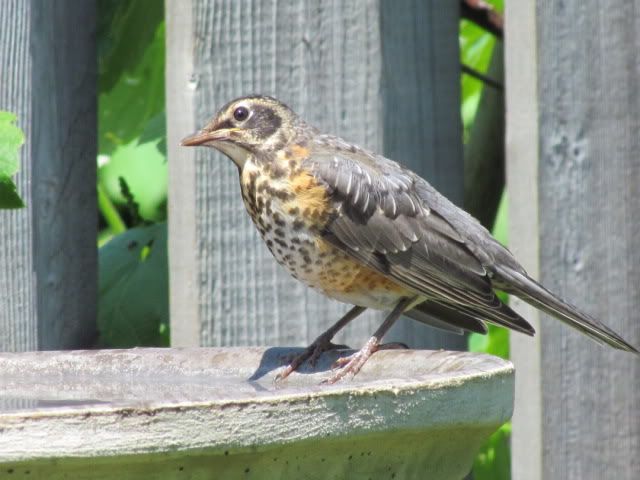 More outside birds June14024