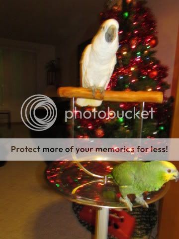 Posing in front of the xmas tree IMG_2113