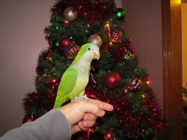 Posing in front of the xmas tree IMG_2115