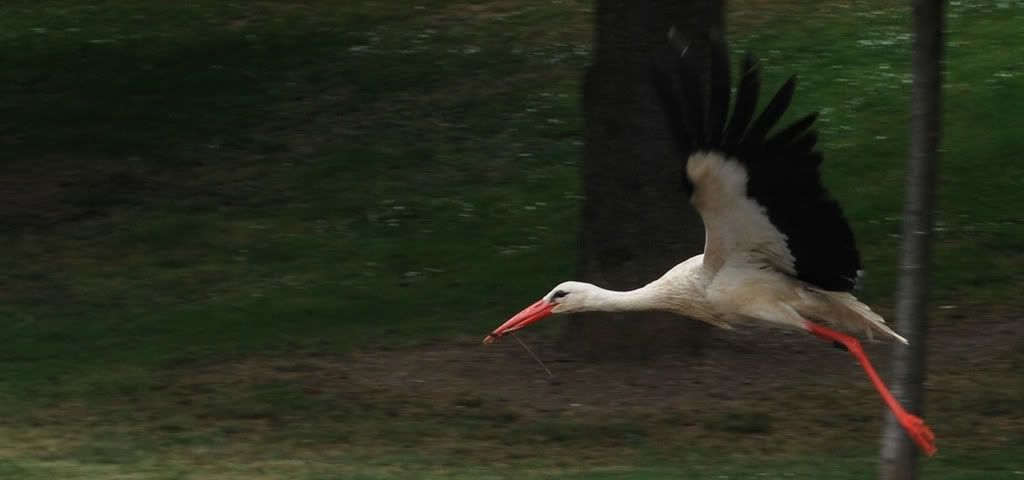 photo - Jack Cigogne