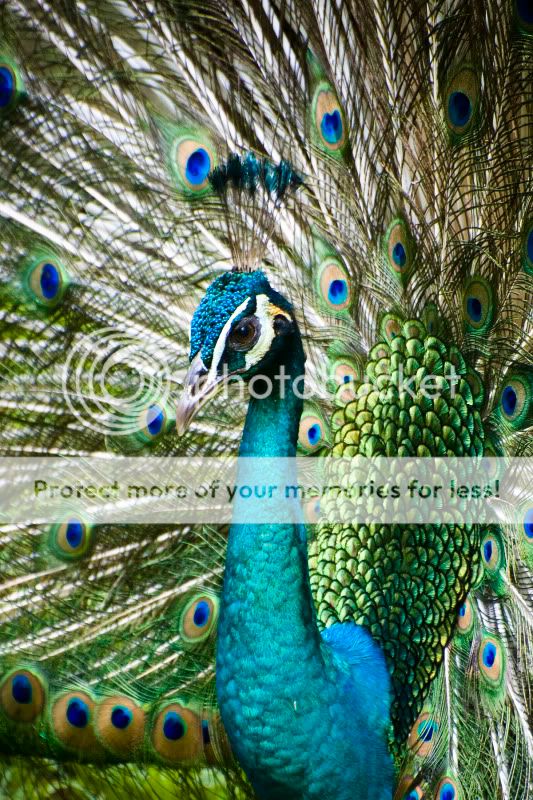 From the KL Bird Park Peacock5-1