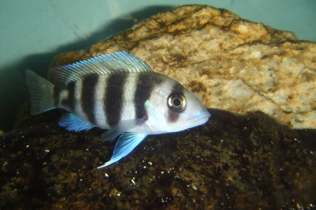 Fotitos de mi Cyphotilapia frontosa DSCF1154