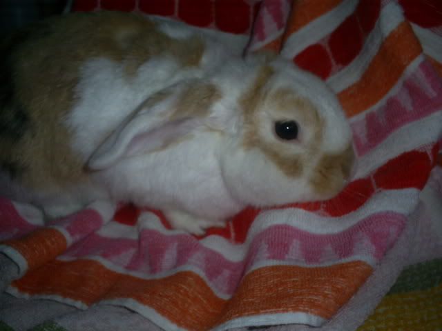 Sparrow Lop eared male bunny Buns008