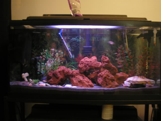 My fish collection Picture013