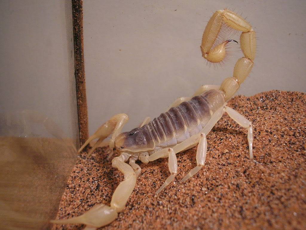 Hadrurus arizonensis Picture076