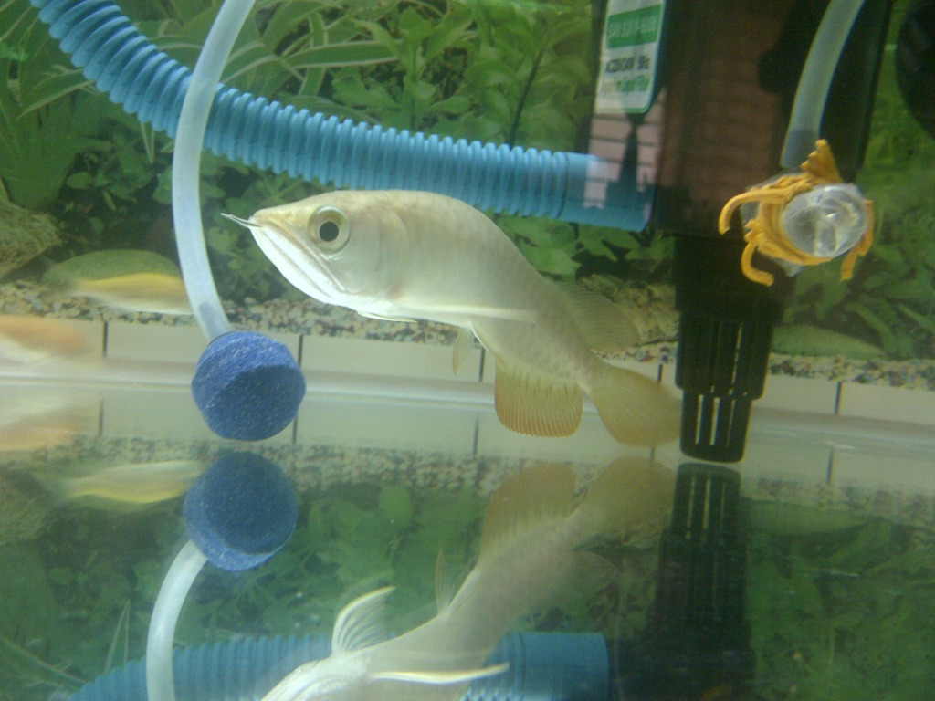 Badan arowana bengkok... - Page 3 IMG-20120625-00529