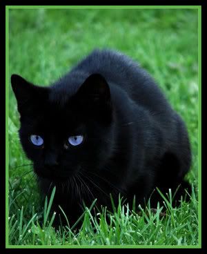 Rookpaw of FernClan Black_kitten_blyeyes