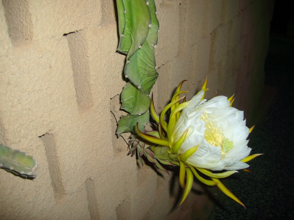     Mycactus2