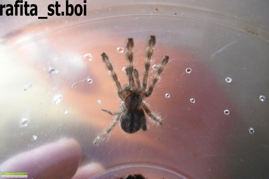 Genero Poecilotheria Miregalis1