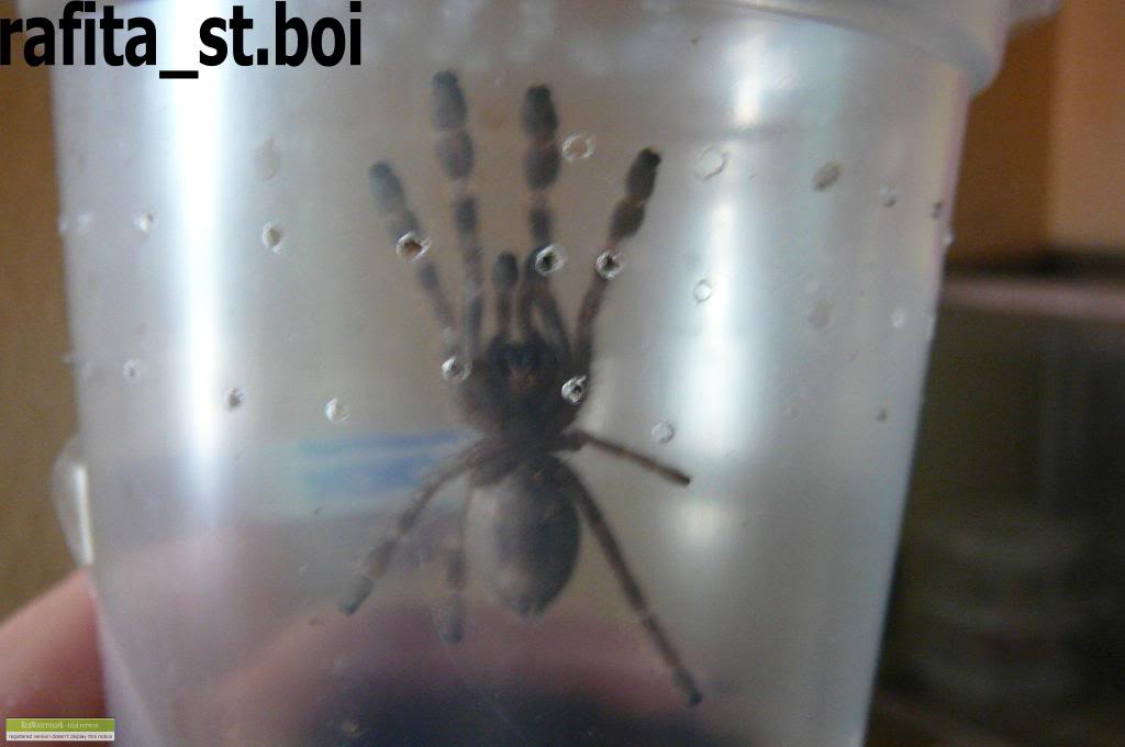 Genero Poecilotheria Miregalis2