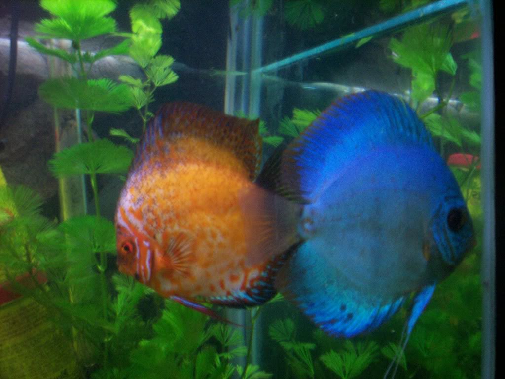 Variedades de discus Papu009