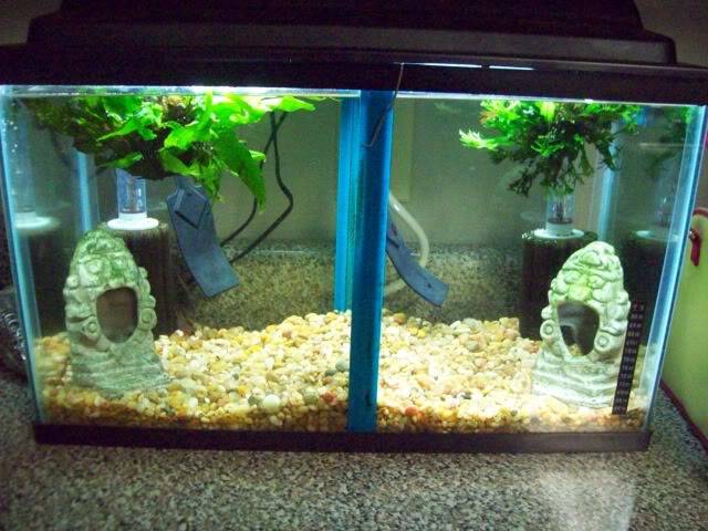 A few pics of my fish and tanks 017