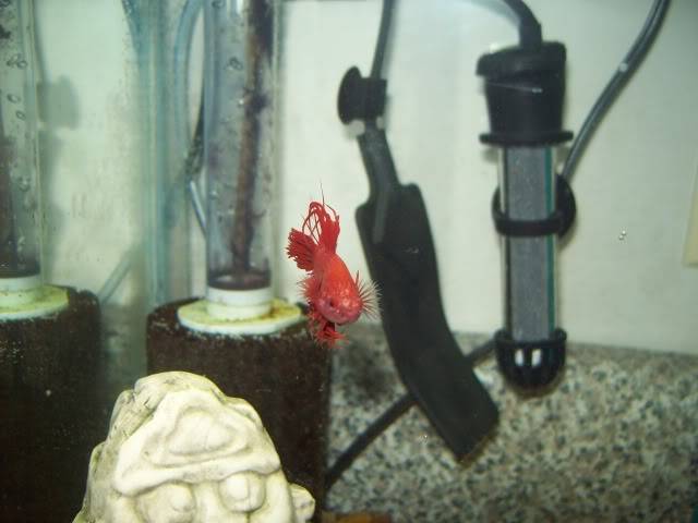 Our Two New CT Betta-Boys 0212