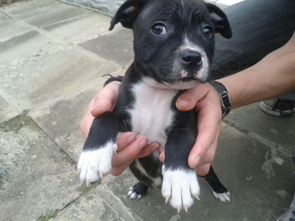 Your Cute Puppy/Adult Staffy Picture IMG-20140926-WA0000_zpsdwgeoq1j