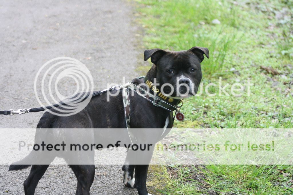 Harley having fun on his walkies (pic heavy) IMG_5028_zpsgixy2hiu