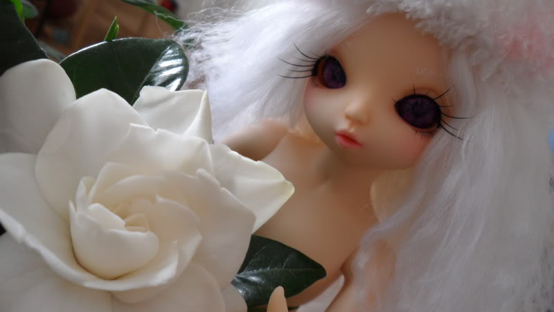 Gardenia #Littlefee Flora# SAM_0409