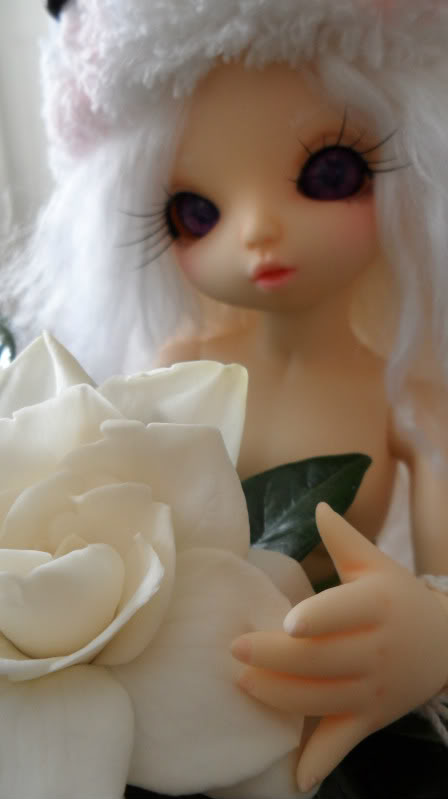 Gardenia #Littlefee Flora# SAM_0411