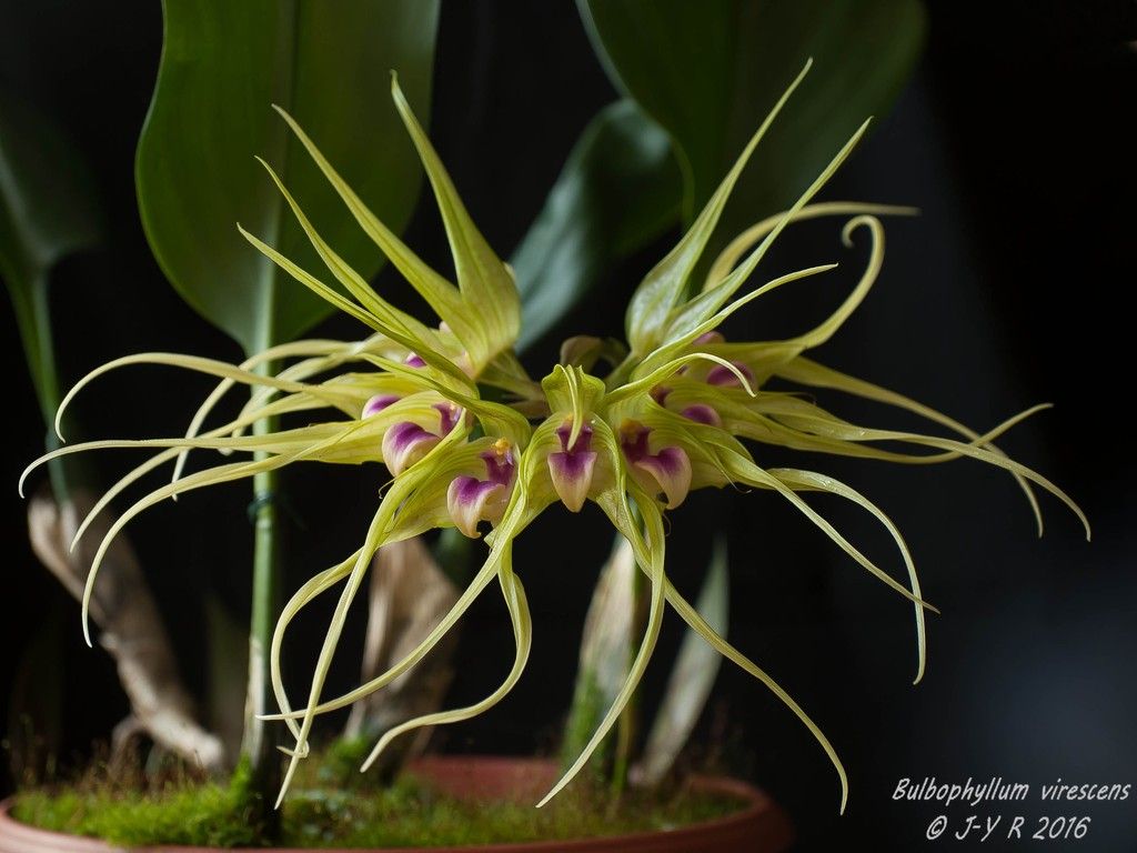 Bulbophyllum virescens Bulbophyllum%20virescens%20%201%20sur%201