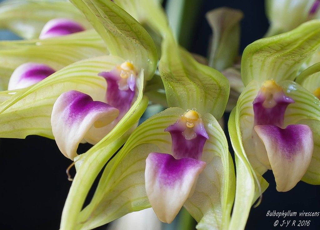 Bulbophyllum virescens Bulbophyllum%20virescens%20deacutetail%201%20sur%201