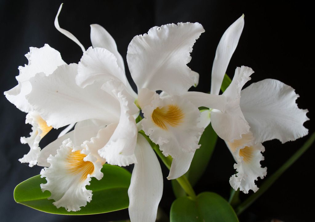 Cattleya gaskelliana f. alba Cattleya%20gaskelliana%20alba%204%20fleurs