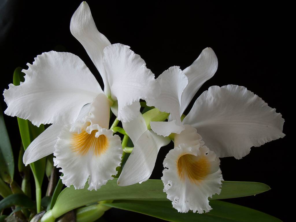 Cattleya gaskelliana f. alba Cattleya%20gaskelliana%20alba