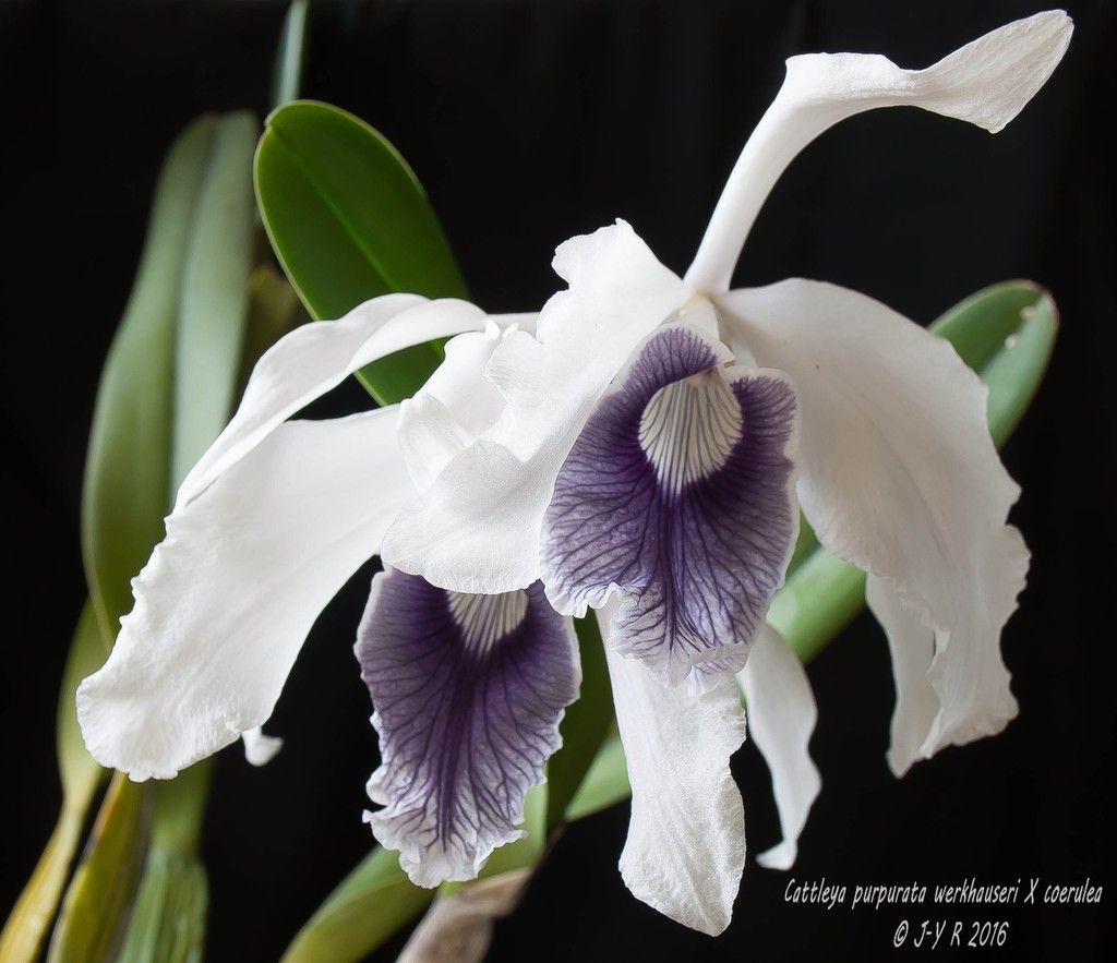 Cattleya purpurata f. coerulea  (Ardosia) Cattleya%20purpurata%20werkhauseri%20X%20coerulea%201%20sur%201