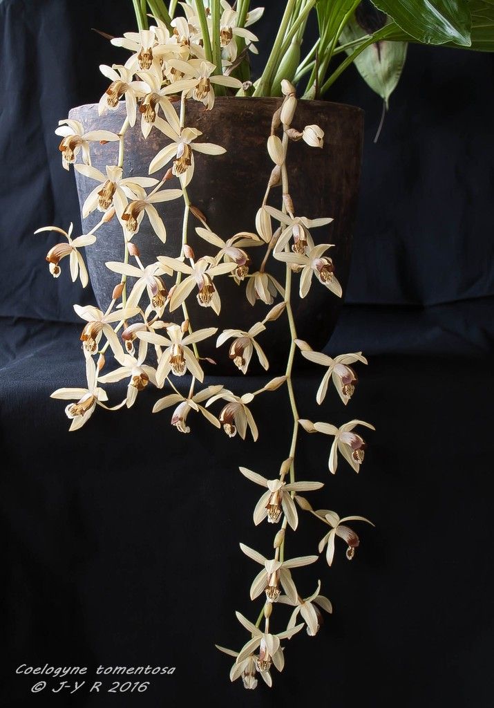 Coelogyne tomentosa Coelogyne%20tomentosa%202016%201%20sur%201_1