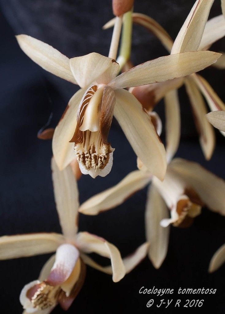 Coelogyne tomentosa Coelogyne%20tomentosa%202016%20deacutetail%201%20sur%201_2