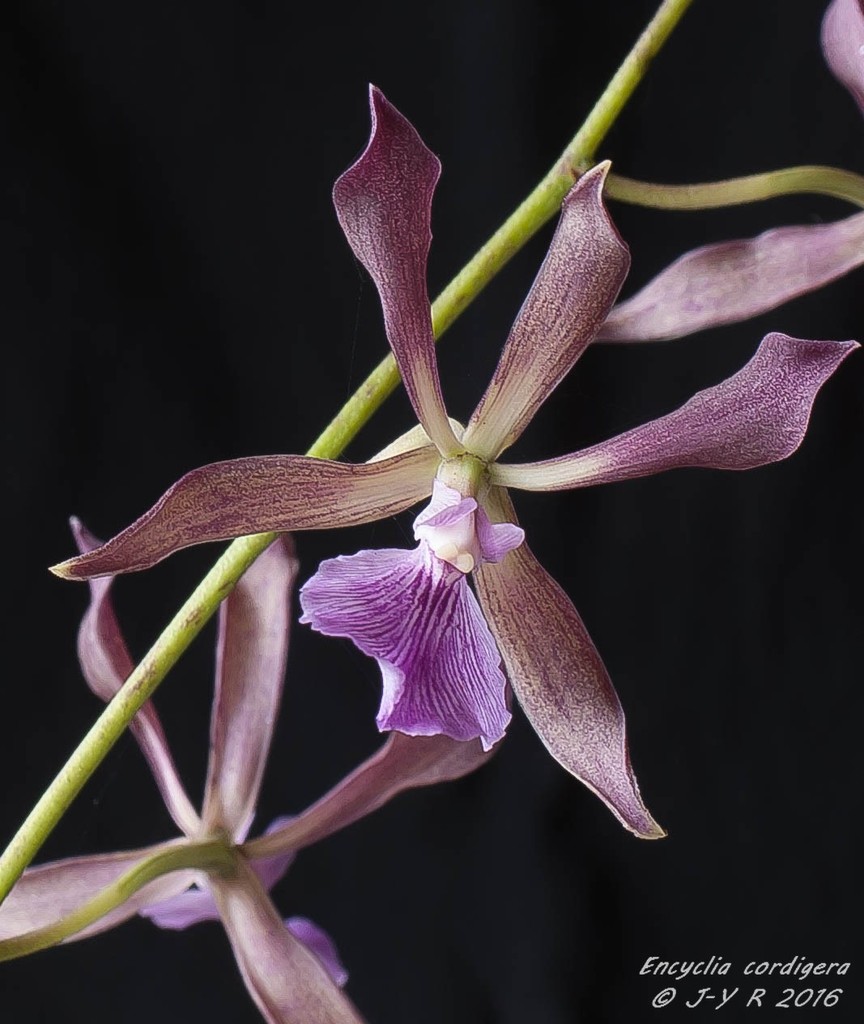 Encyclia cordigera Encyclia%20cordigera%202%201%20sur%201