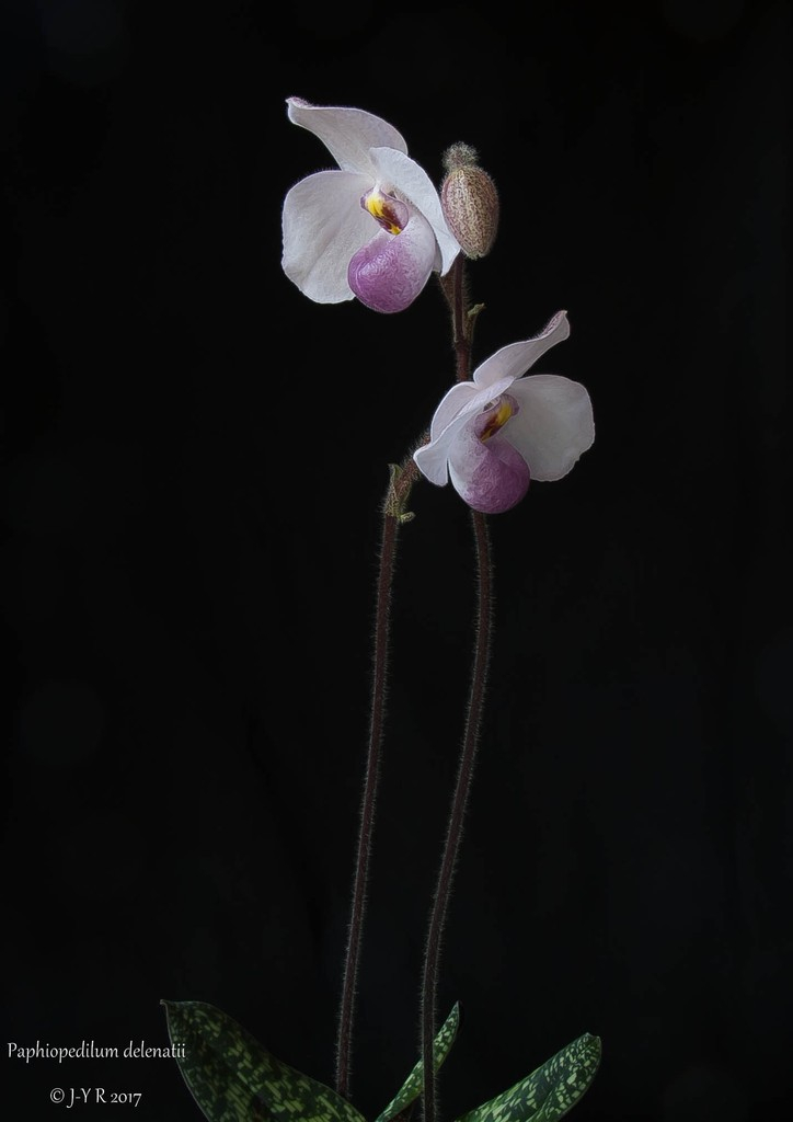 Paphiopedilum delenatii Paphio%20delenatii%2017%201%20sur%201