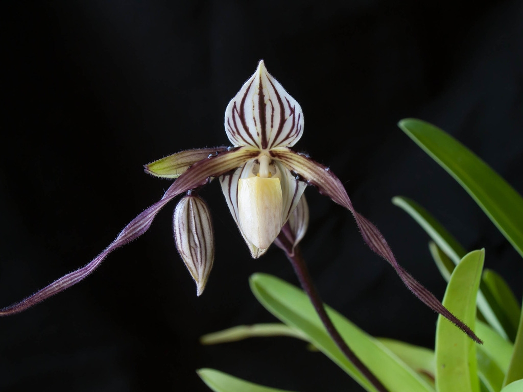 Paphiopedilum philippinense Paphio%20philippinense