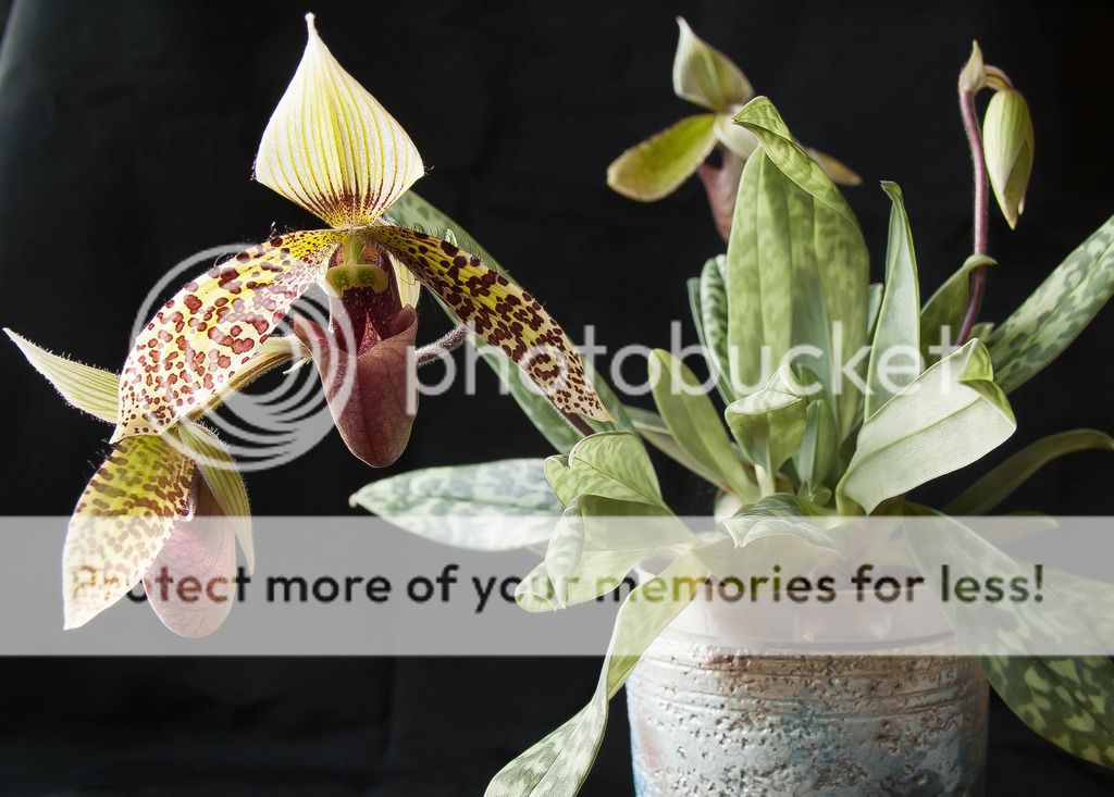 Paphiopedilum sukhakulii Paphiopedilum%20sukhakulii