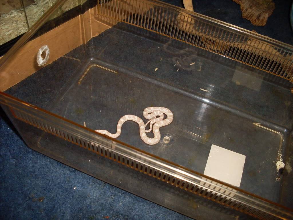 a few pics of all my corn snakes Snakes005