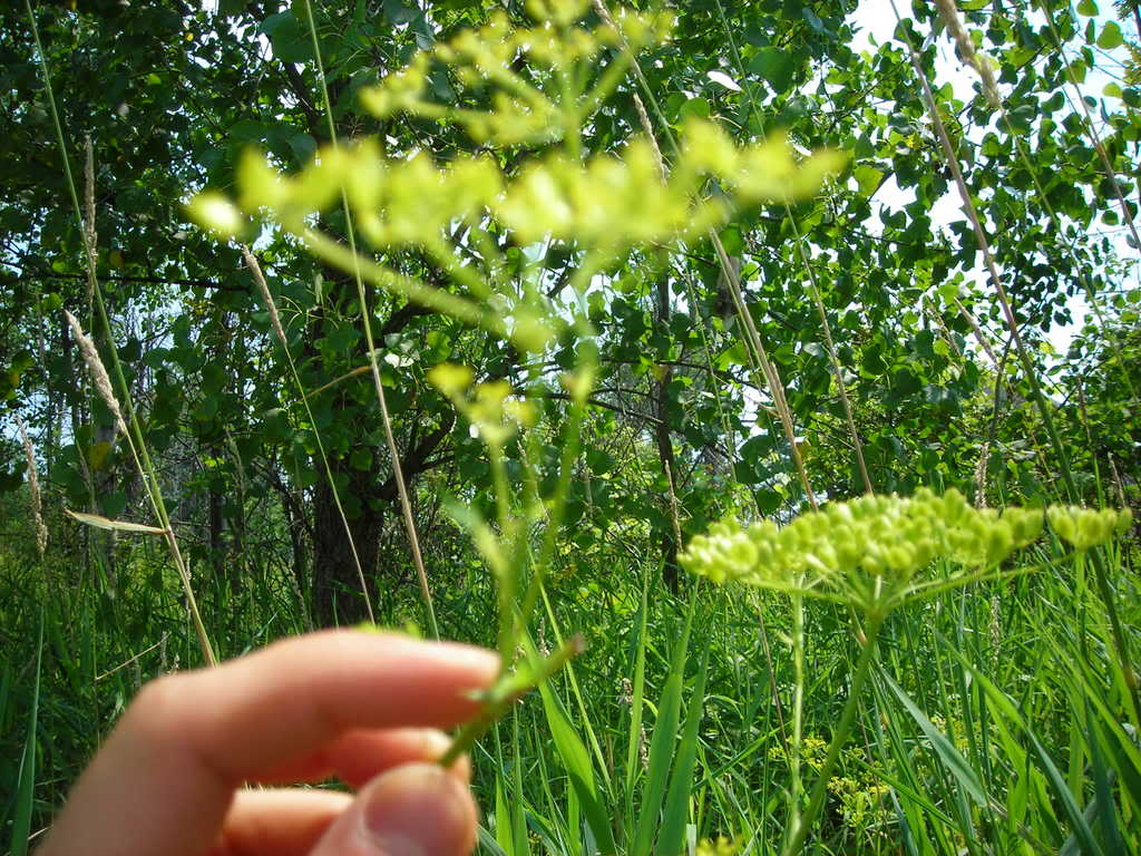 Cow parsnip DSCN1286