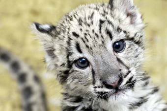 Cute Animal Tournament FINAL Round 5.1: Lion vs Mountain Lion vs Snow Leopard !!! Snowleopard