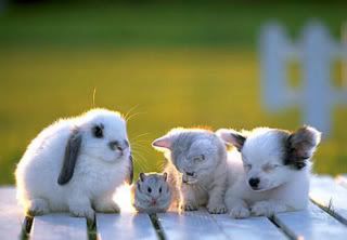 The Cute Animal Thread AWWWWWWWW