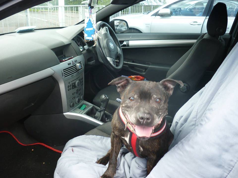 Angel 8 years sbt needs a home Worcester Kennels 11390304_898501626855087_2485023987205391349_n_zpsjxwyl5rm